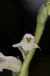 Texas lady's tresses